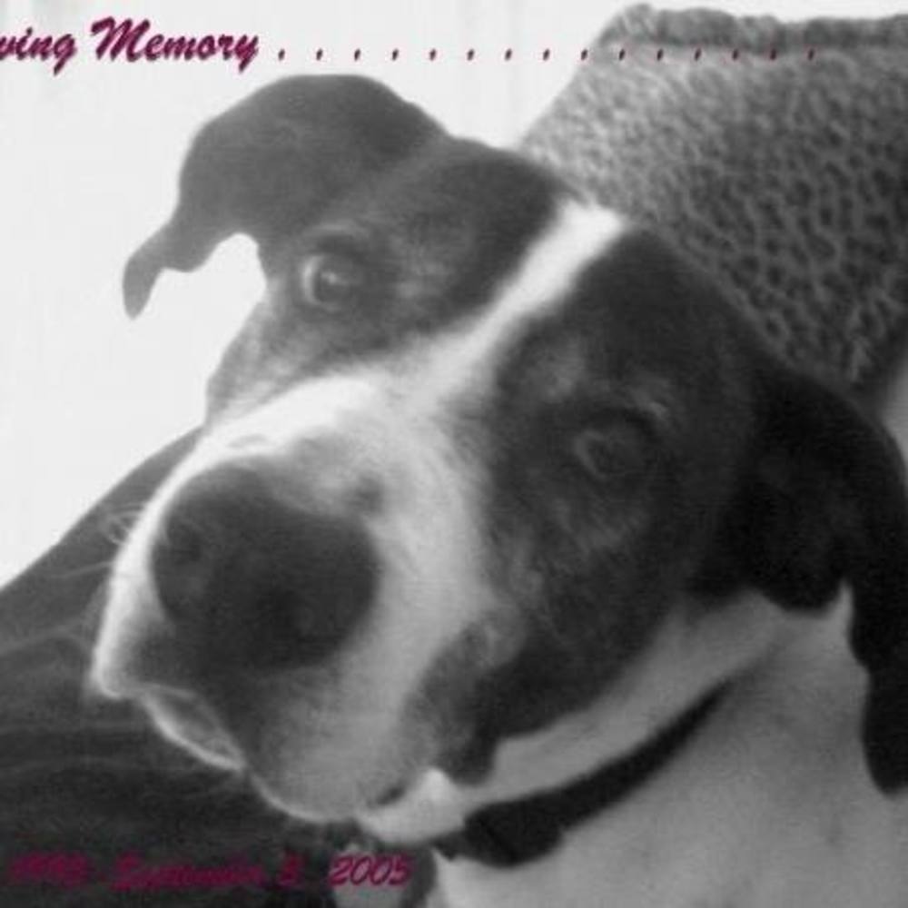 Meet your Posher, Limor